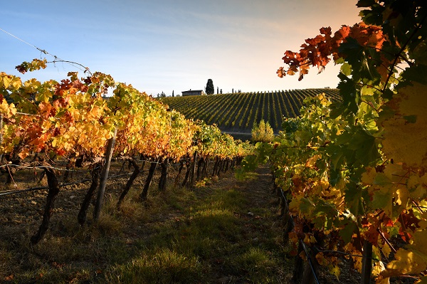 Chianti og San Gimignano