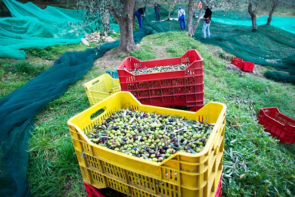 Olivenhøsting & Pietrasanta