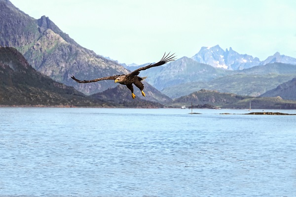 Utforsk Altafjorden og en privat guidet tur i Alta