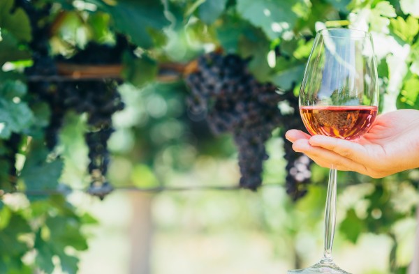 Vinsmaking Bodega Bentomiz